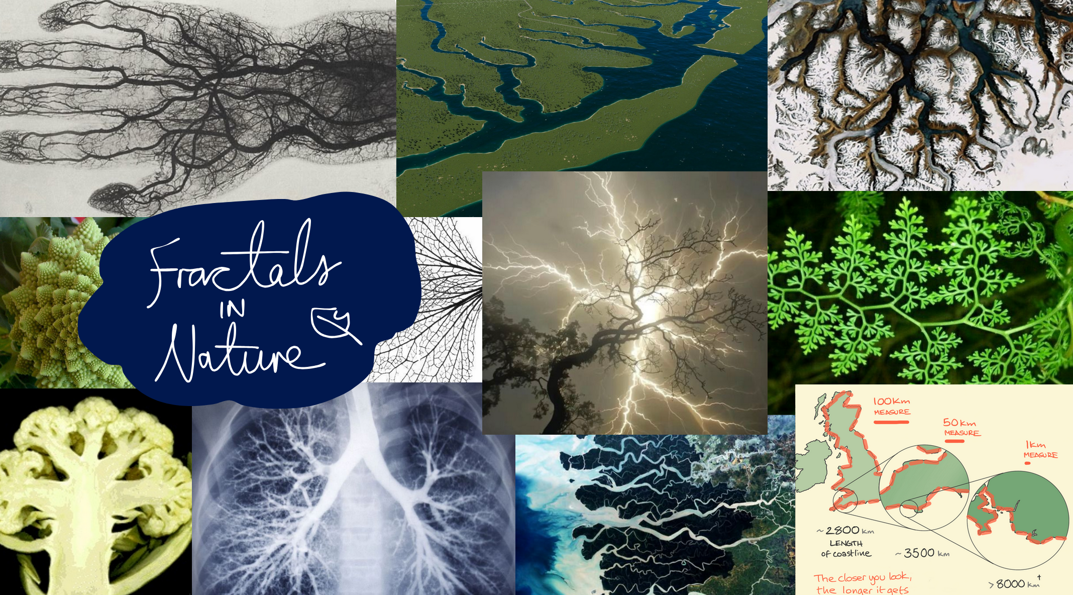 a collage of images of plants, lung and vein diagrams, lighting strikes, and coastlines, all displaying self-similarity.